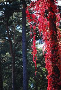 Jurmala... 13 by loewenherz-artwork