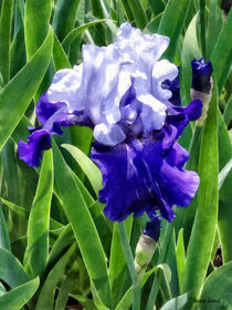 Iris Best Bet by Susan Savad