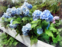 Blue Hydrangea on White Fence von Susan Savad