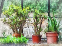 Bonsai in Greenhouse von Susan Savad
