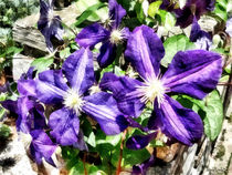 Clematis on a Stone Wall von Susan Savad