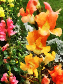 Colorful Snapdragons von Susan Savad