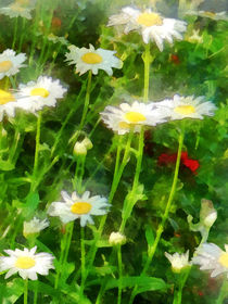 Field of Daisies by Susan Savad