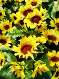 Field of Sunflowers von Susan Savad