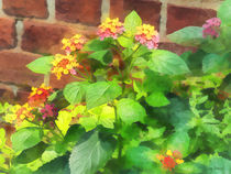 Lantana Against Brick Wall by Susan Savad