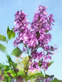 Lilacs Against the Sky von Susan Savad
