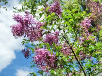 Lilacs and Clouds von Susan Savad