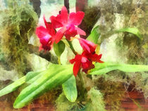 Maroon Cattleya Orchids by Susan Savad
