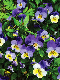 Pansies by Susan Savad