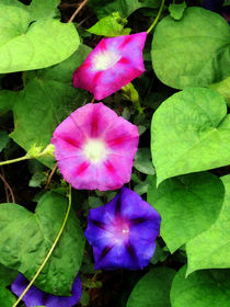 Pink and Purple Morning Glories by Susan Savad