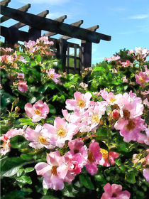 Pink Roses Near Trellis von Susan Savad