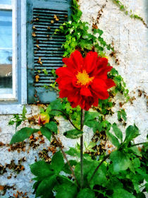 Red Dahlia By Window von Susan Savad