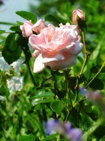 Roses in the Garden by Susan Savad