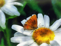 Skipper on a Daisy by Susan Savad