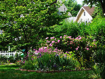 Suburban Garden With Roses by Susan Savad