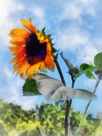 Sunflower Against the Sky by Susan Savad