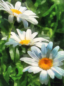 Three White Daisies von Susan Savad