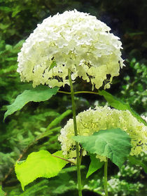 White Hydrangea in Garden von Susan Savad