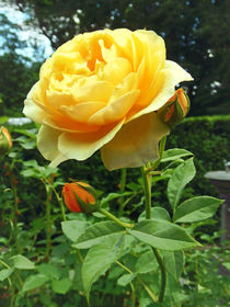 Yellow Rose and Buds by Susan Savad