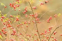 Nach dem Herbstschauer von toeffelshop