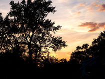 Silhouette of Trees at Sunset by Susan Savad