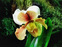 Paph Hellas Westonbirt Orchid by Susan Savad