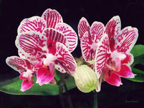 Phalaenopsis Orchid Taida Little Zebra  by Susan Savad