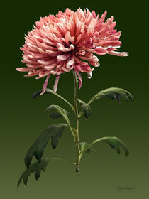 Chrysanthemum Shelbers by Susan Savad