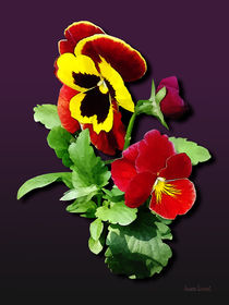 Pansy Family von Susan Savad