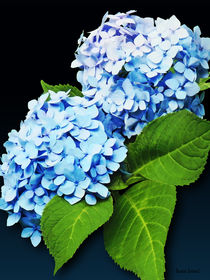 Blue Hydrangea Profile by Susan Savad