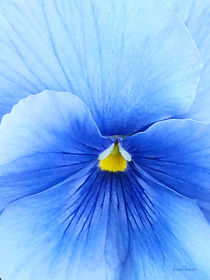 Baby Blue Pansy von Susan Savad