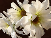 White Daisies in Sunshine von Susan Savad