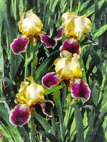 Vingolf Iris von Susan Savad