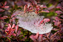 Jewelled Web von Colin Metcalf