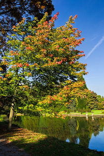 Thorp Perrow Autumn von Colin Metcalf