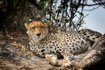 Alert Cheetah von Graham Prentice