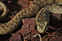 Wild snake Malpolon Monspessulanus in a tree trunk von Angelo DeVal