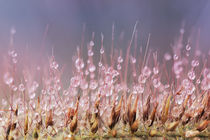 Pastell Pearls I von Peggy Graßler