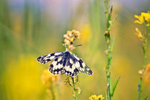 Marbled White Butterfly von Vicki Field