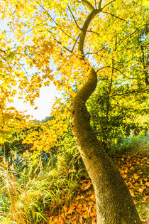 Küstenwald von Angelika Bentin