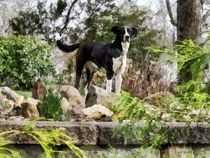 Terrier Standing Guard by Susan Savad