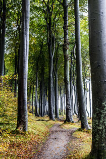 Küstenwald von Angelika Bentin