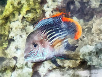 Fish - Rainbowfish von Susan Savad