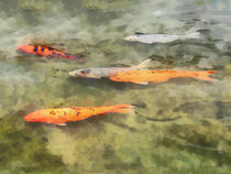 Fish - School of Koi by Susan Savad