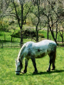 Appaloosa in Pasture by Susan Savad