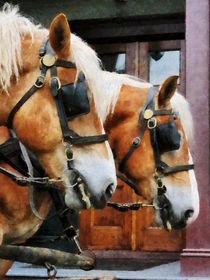 Clydesdale Closeup by Susan Savad