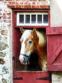 Palomino by Barn Door by Susan Savad