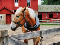 Palomino By Red Barn by Susan Savad