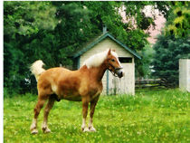 Palomino in Pasture by Susan Savad