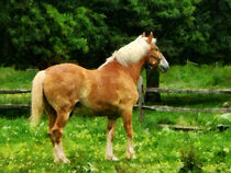 Palomino Walking Away by Susan Savad